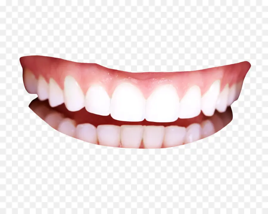 Dente，De Dentes Humanos PNG