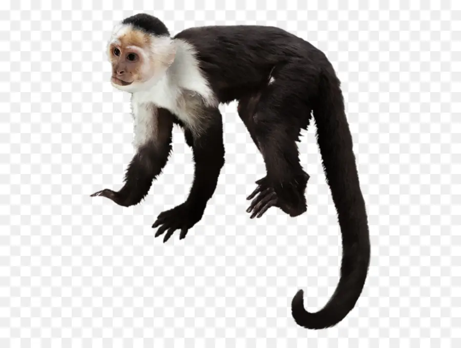 Orangotango，Macaco Prego PNG