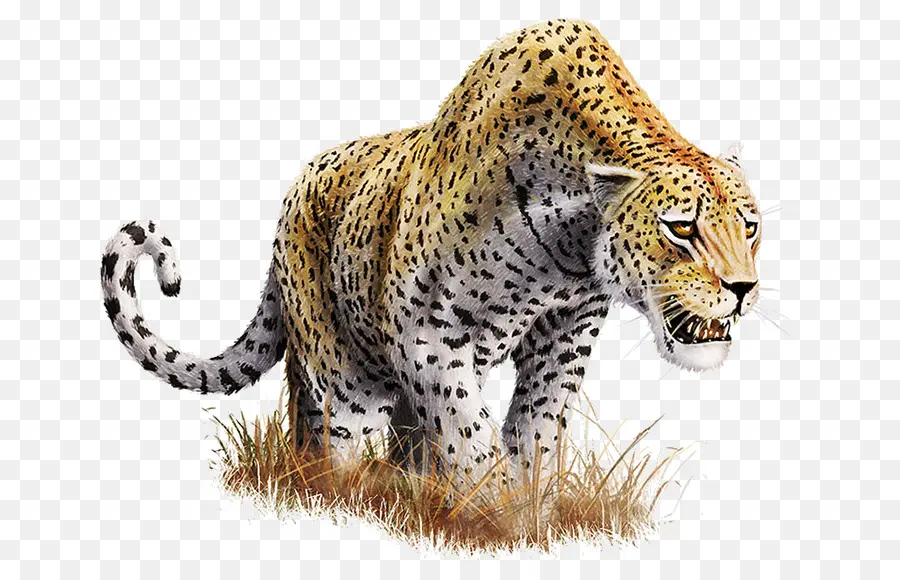 Leopard，Resolução De Vídeo PNG