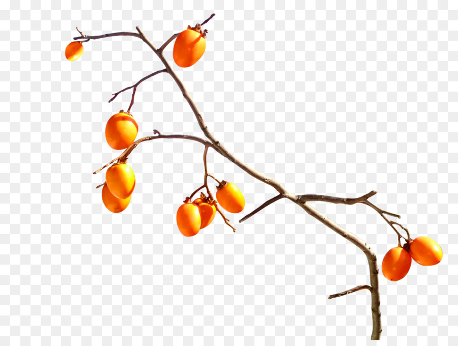 Frutas，Caqui PNG