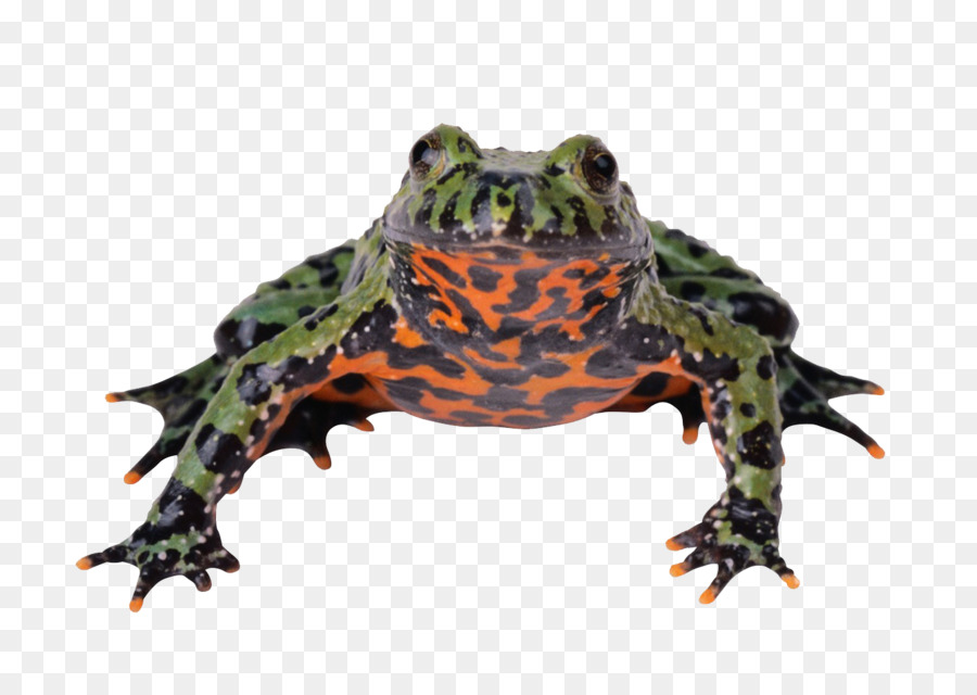 Sapo Colorido，Anfíbio PNG