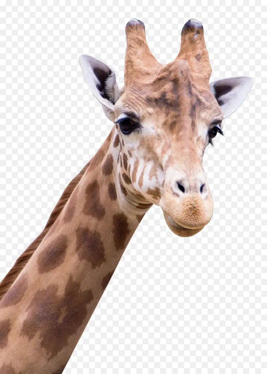 Girafa，Animais Selvagens PNG