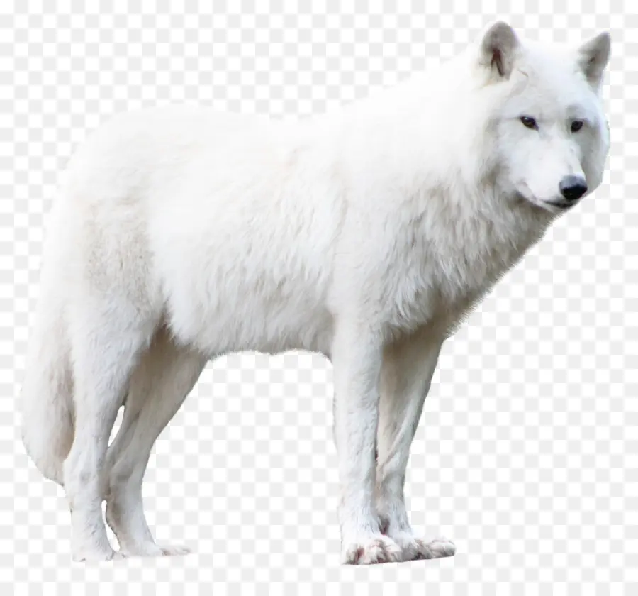 Arctic Wolf，Deviantart PNG