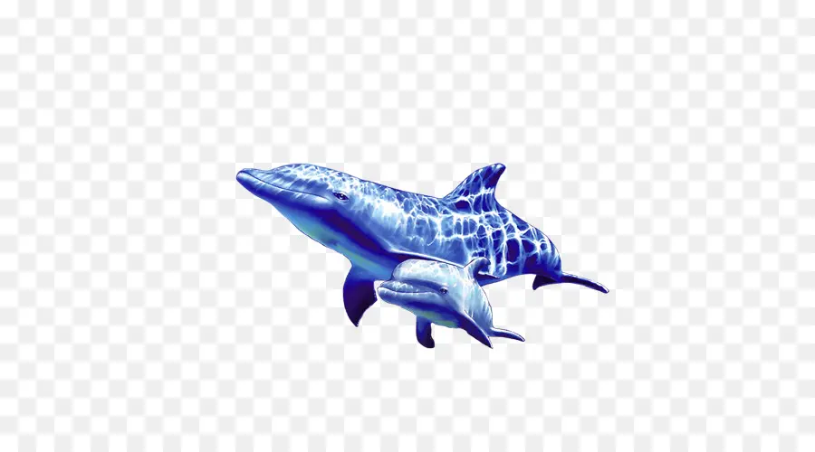 Dolphin，Resolução De Imagem PNG