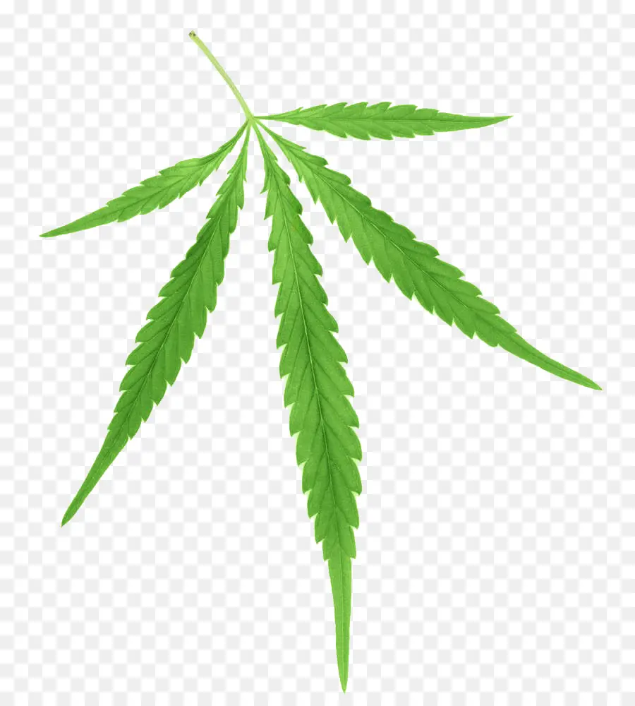 A Cannabis Sativa，Cannabis PNG