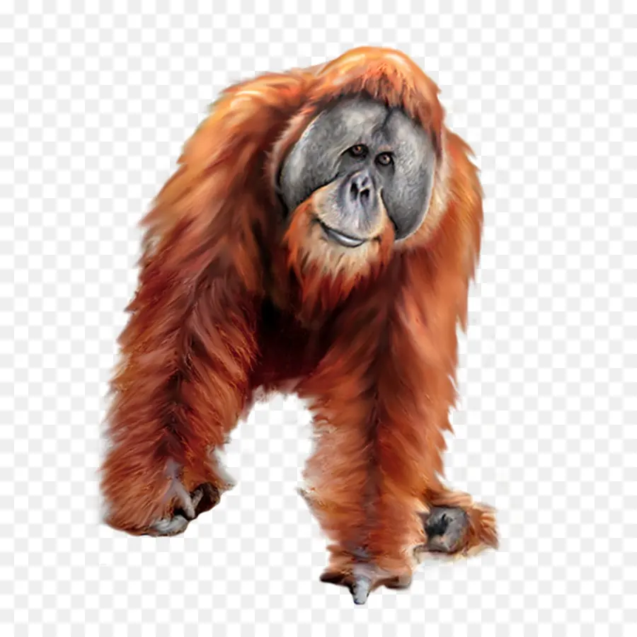 Orangotango，Gorila PNG