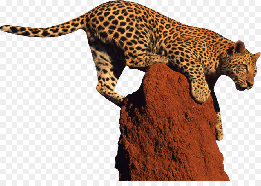 Leopard，Girafa PNG