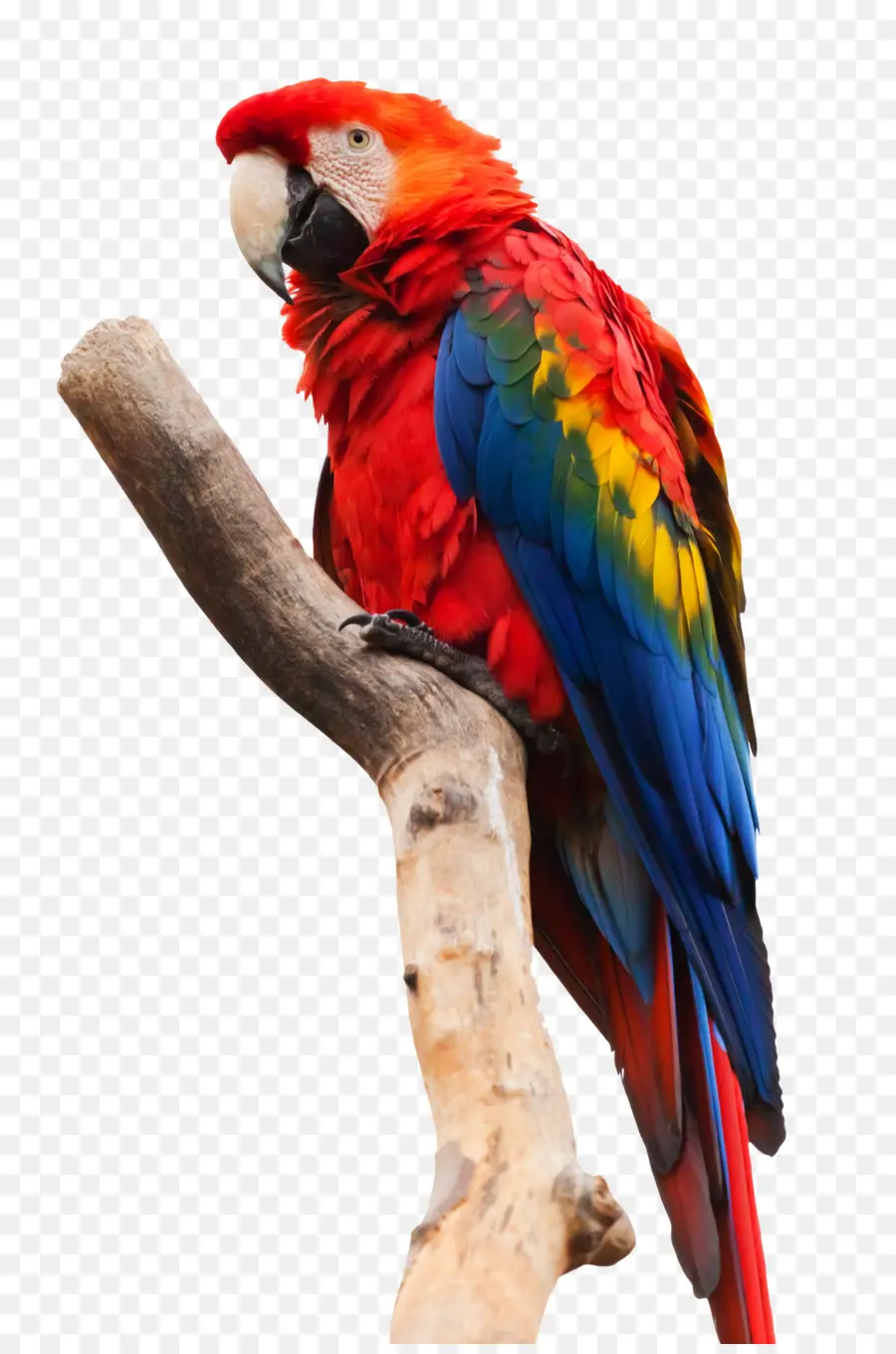 Arara，Papagaio PNG
