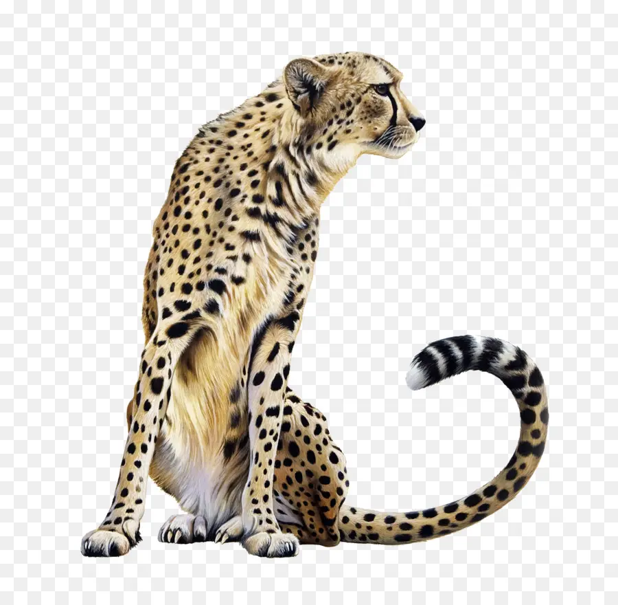 Cheetah，Leão PNG