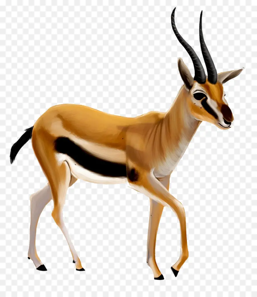 Bíblia，Antelope PNG
