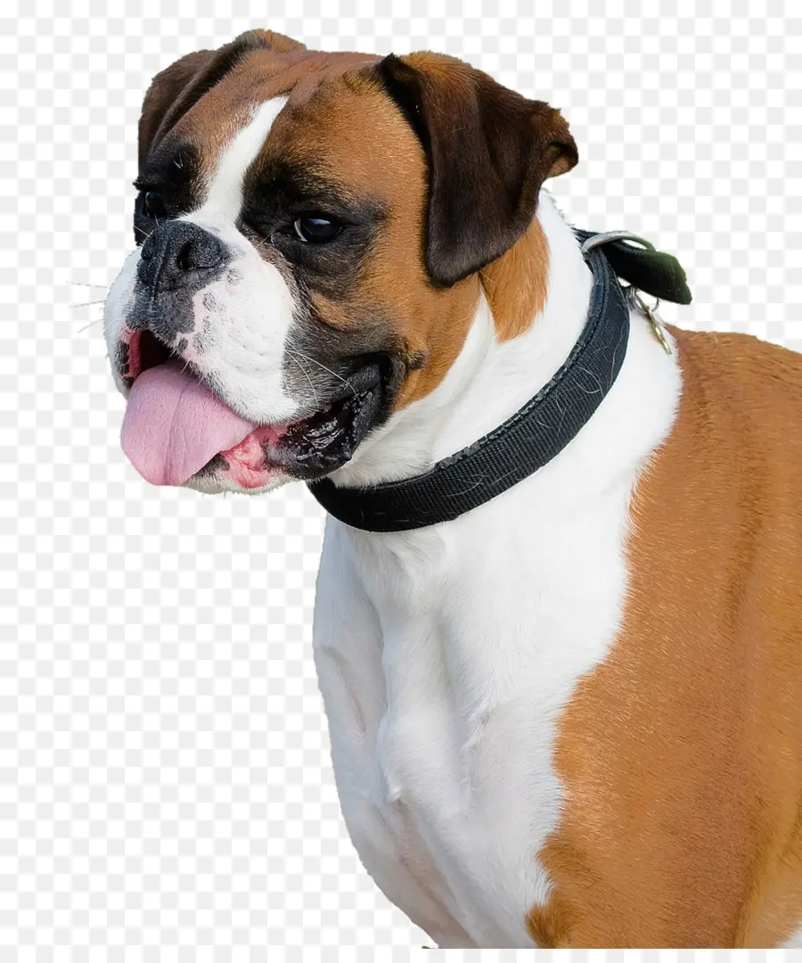 Boxer，Bulldog PNG