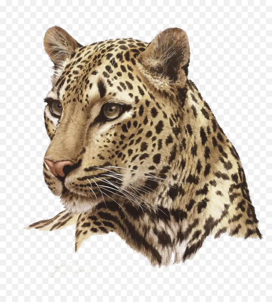 Leopardo，Gato Grande PNG