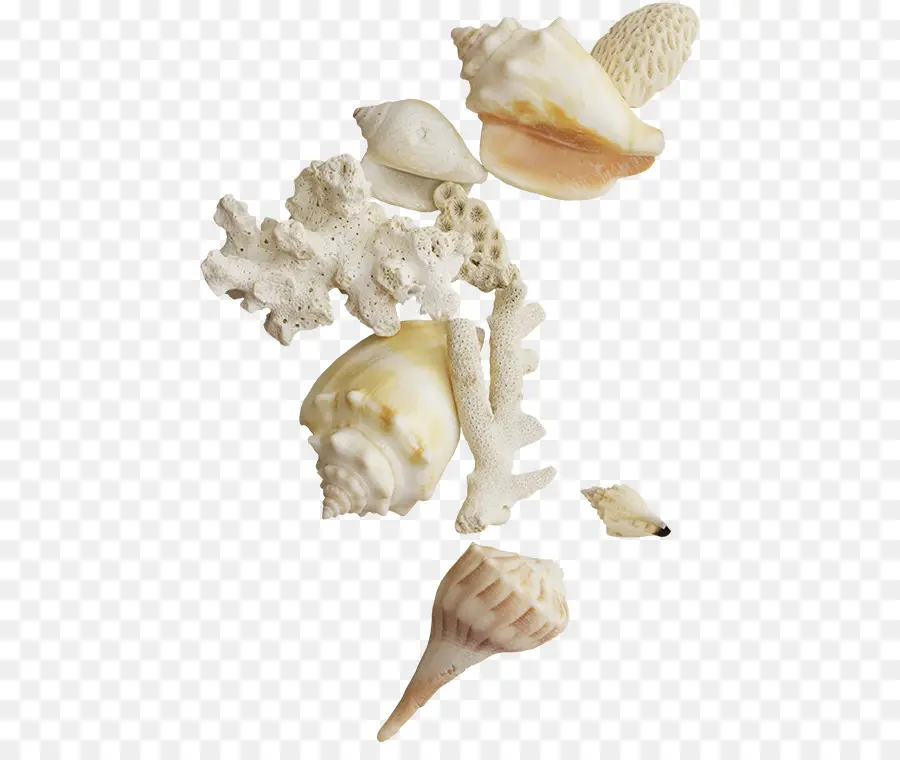 Seashell，Mar PNG
