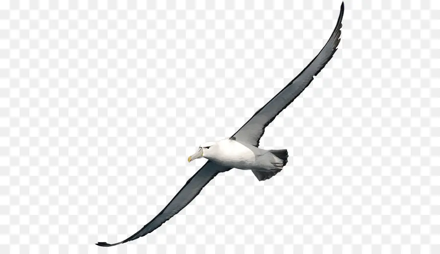Albatroz，Aves PNG