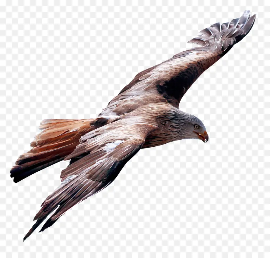 Voo，Aves PNG