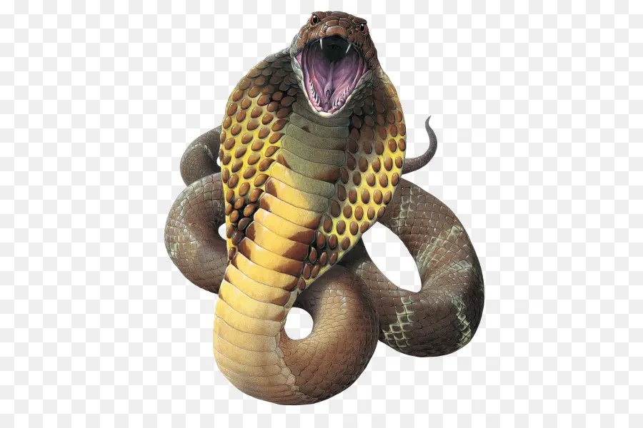Cobra，A Cobra Rei PNG