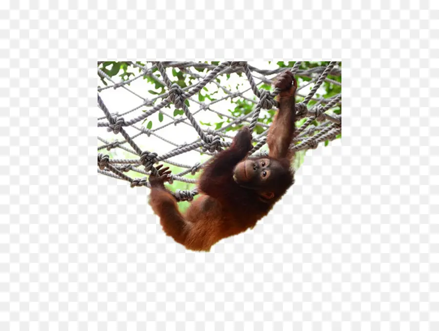 Orangotango，Chimpanzé PNG