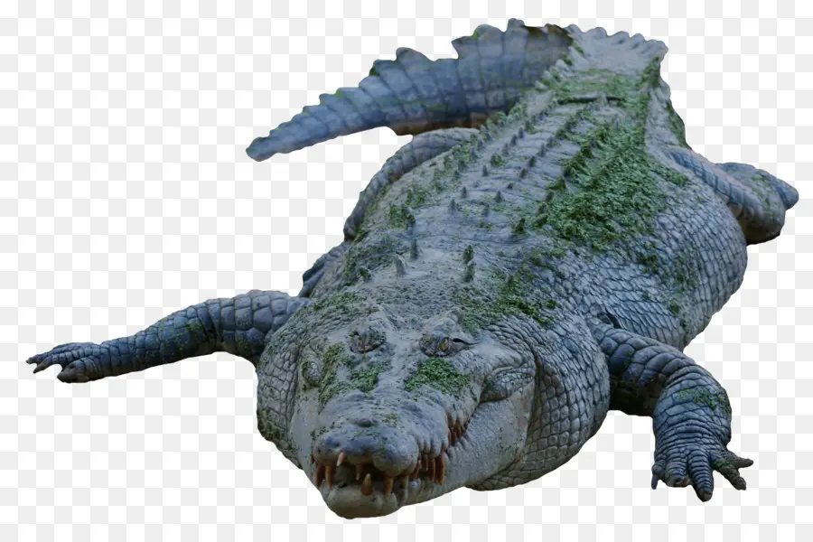 Crocodilo，American Alligator PNG