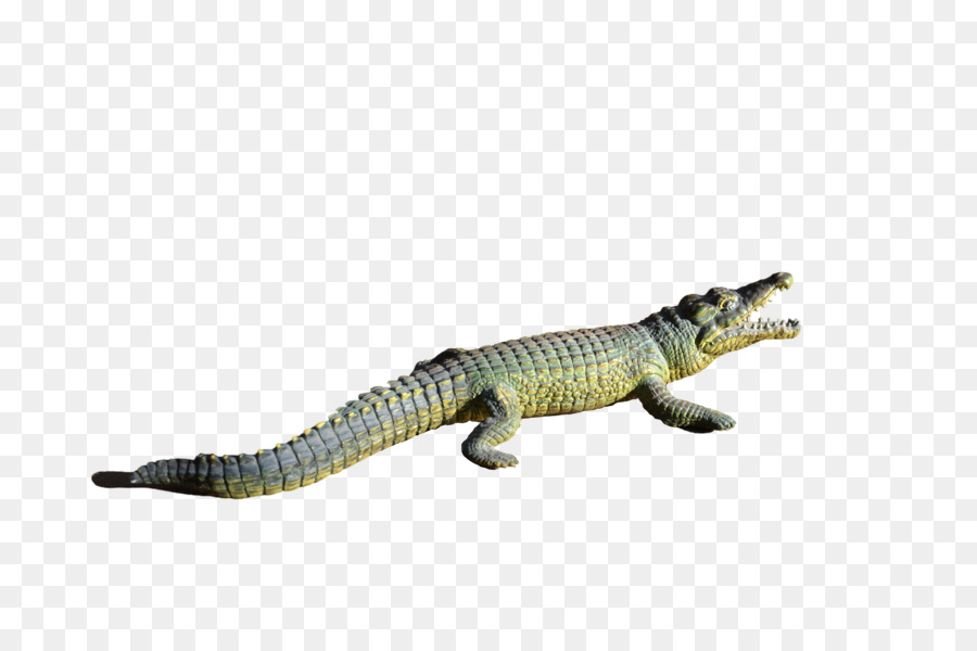 Jacaré，Crocodilos PNG
