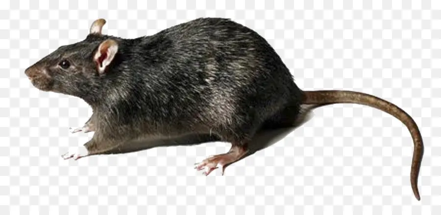 Marrom De Ratos，Preto Rat PNG