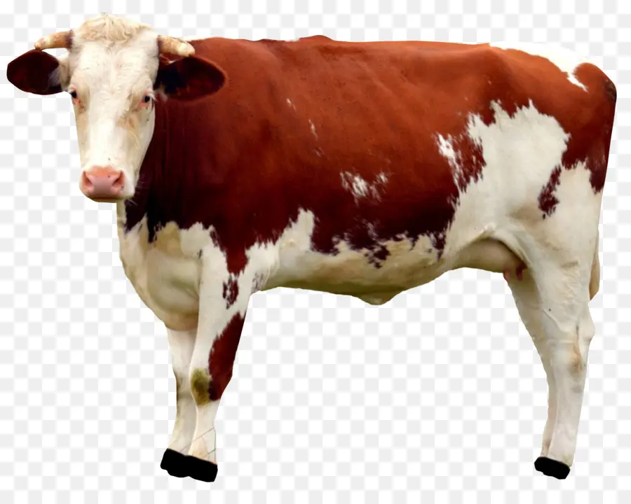 Vacas，Pecuária PNG