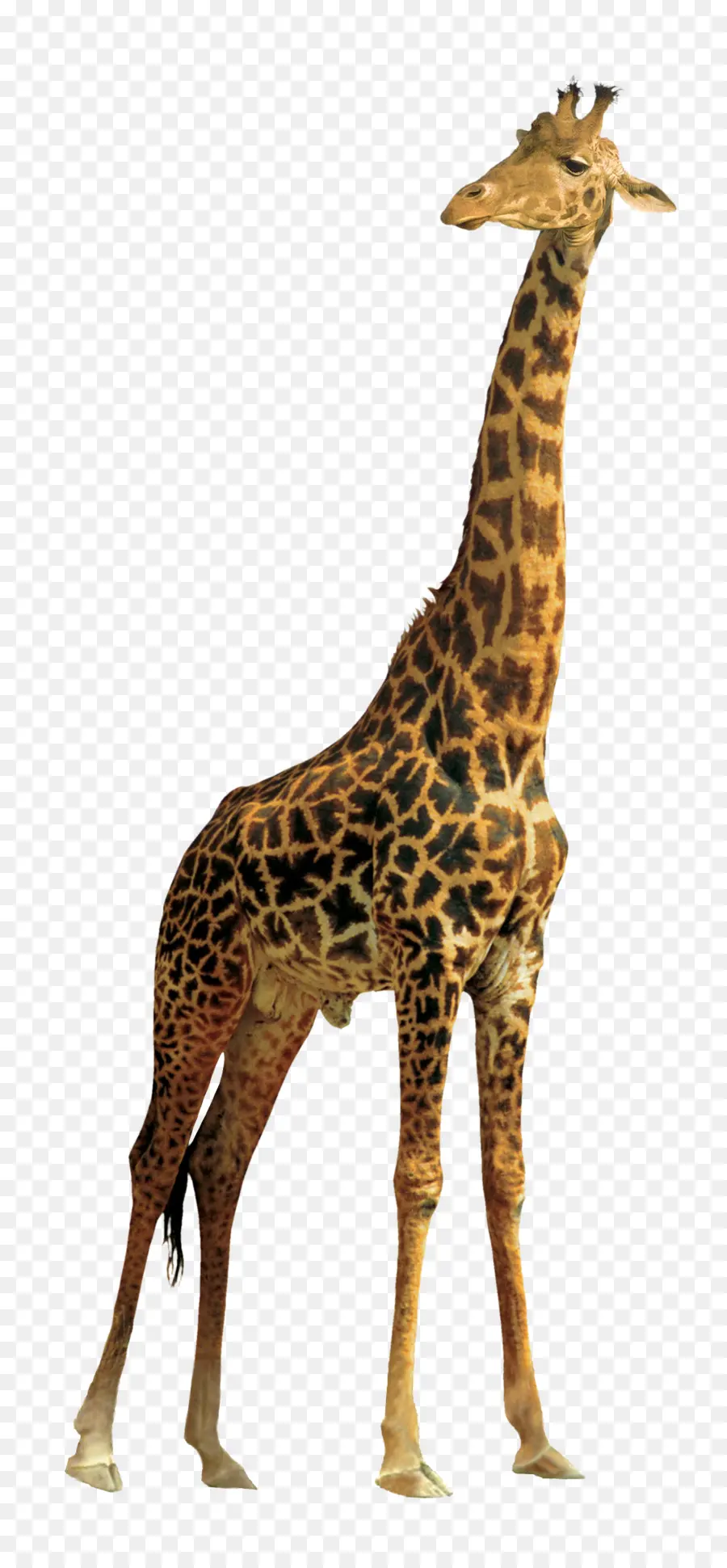 Girafa，Gimp PNG