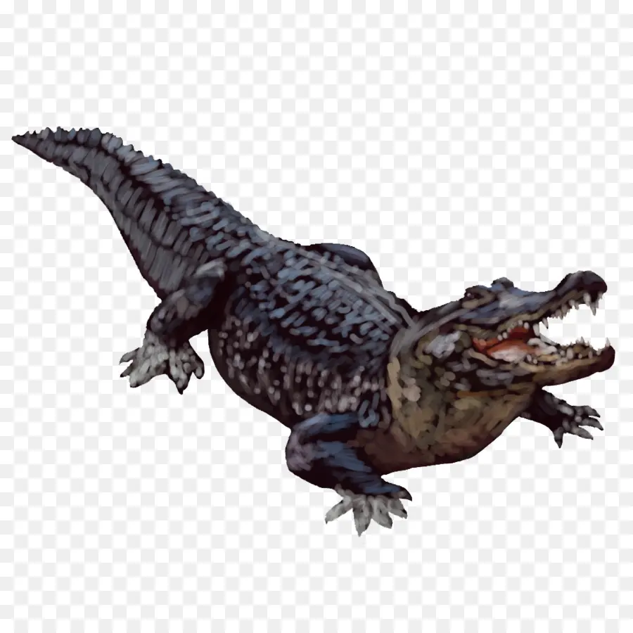 American Alligator，Crocodilo PNG