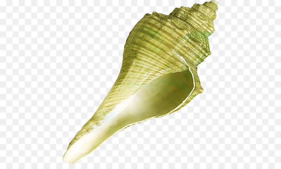 Seashell，Búzio PNG