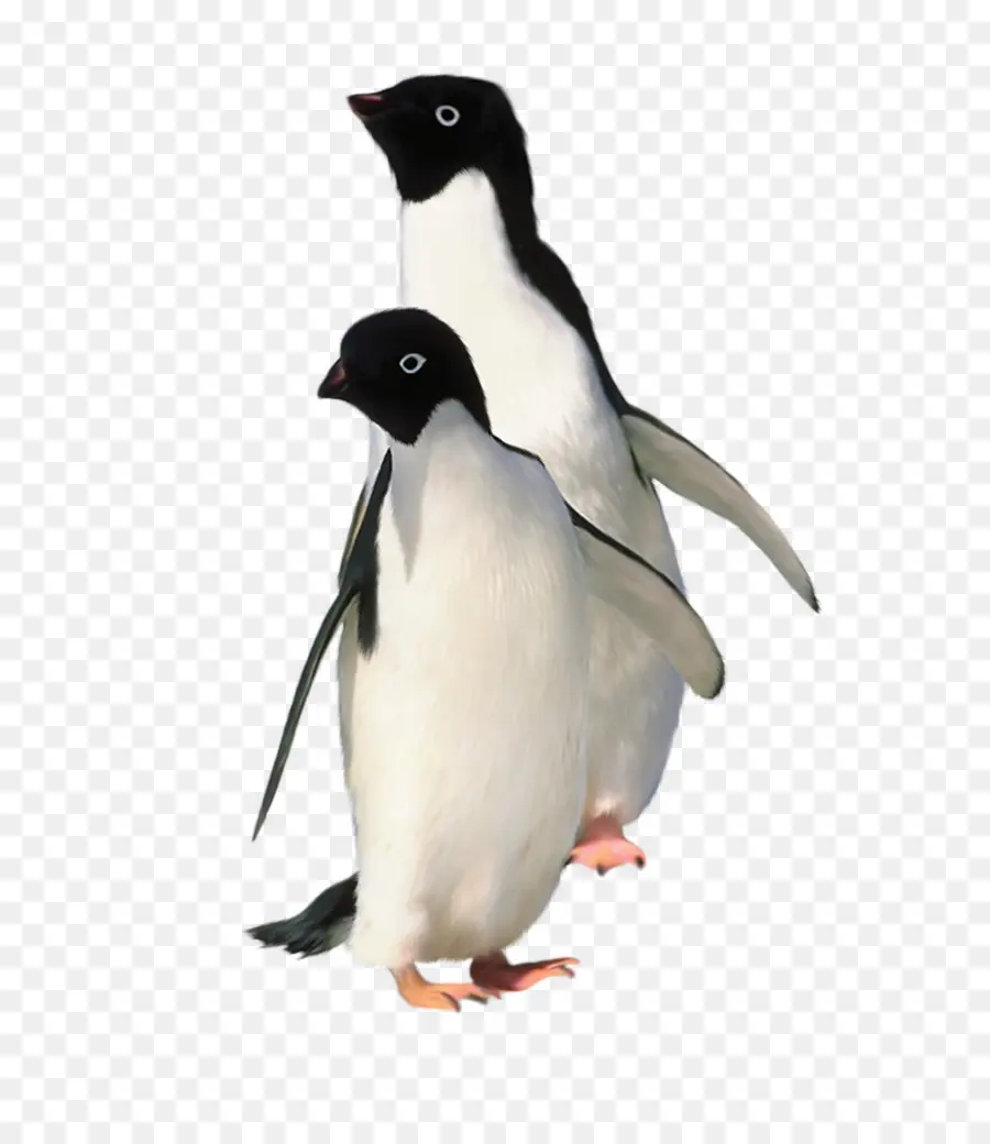 Penguin Encounter，Penguin PNG