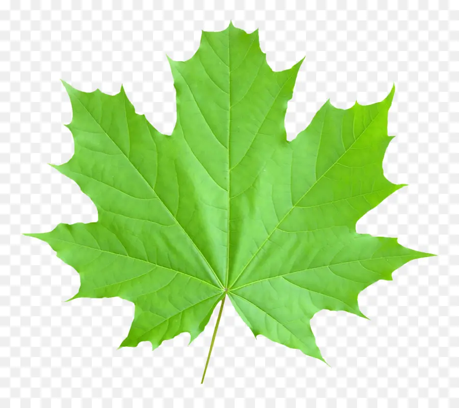 Maple Leaf，Folha PNG