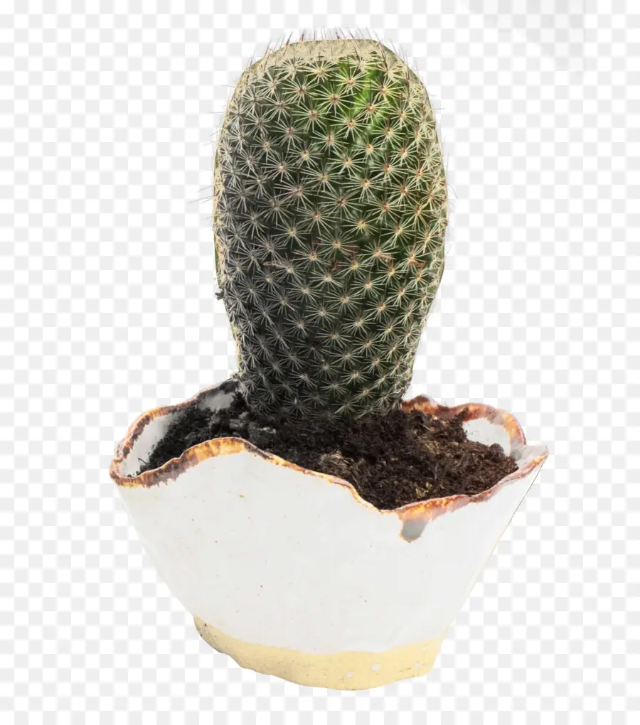 Cacto Em Vaso Quebrado，Suculenta PNG