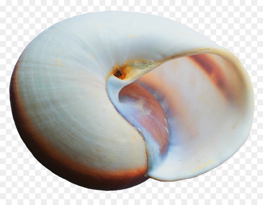 Seashell，Resolução De Imagem PNG