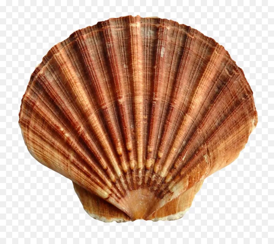 Seashell，Vieira PNG