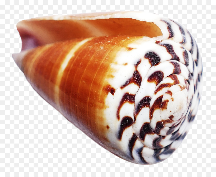 Concha，Oceano PNG