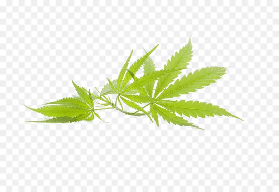 Cannabis，Maconha PNG