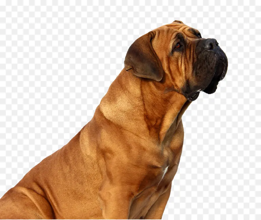 Boerboel，Pastor Alemão PNG