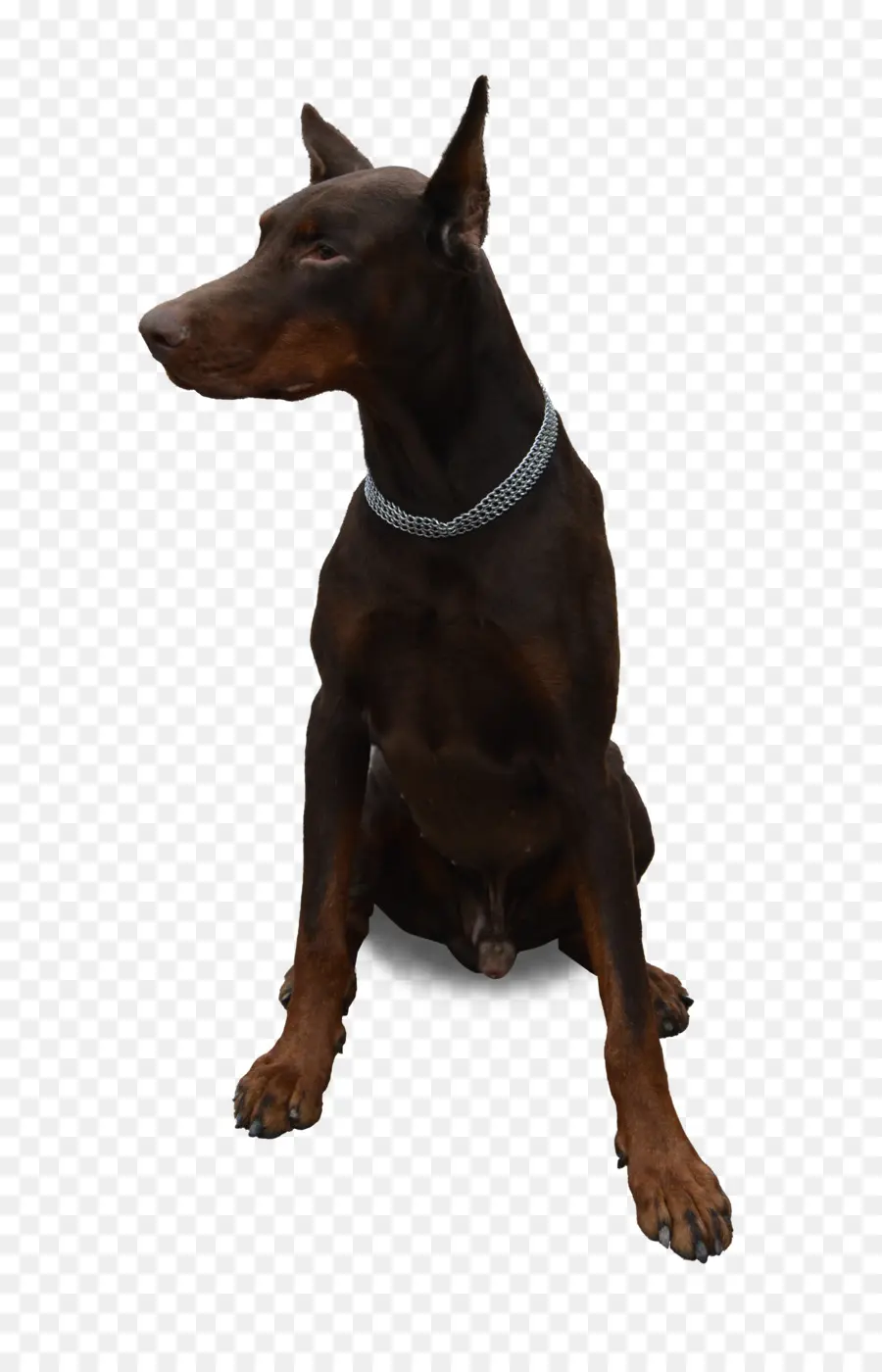 Dobermann，Alemão Pinscher PNG