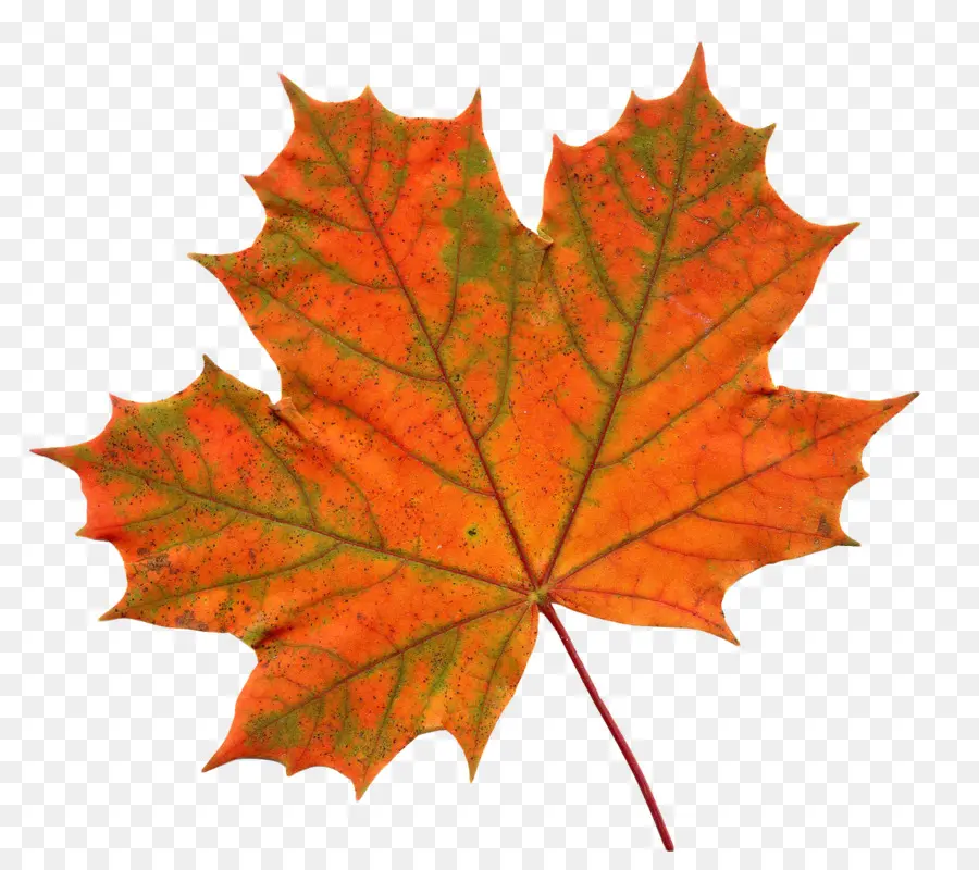 Maple Leaf，Folha PNG