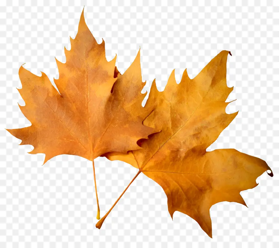 Maple Leaf，Outono PNG