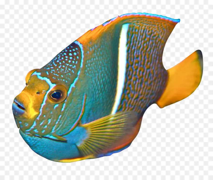 Angelfish，Peixe PNG