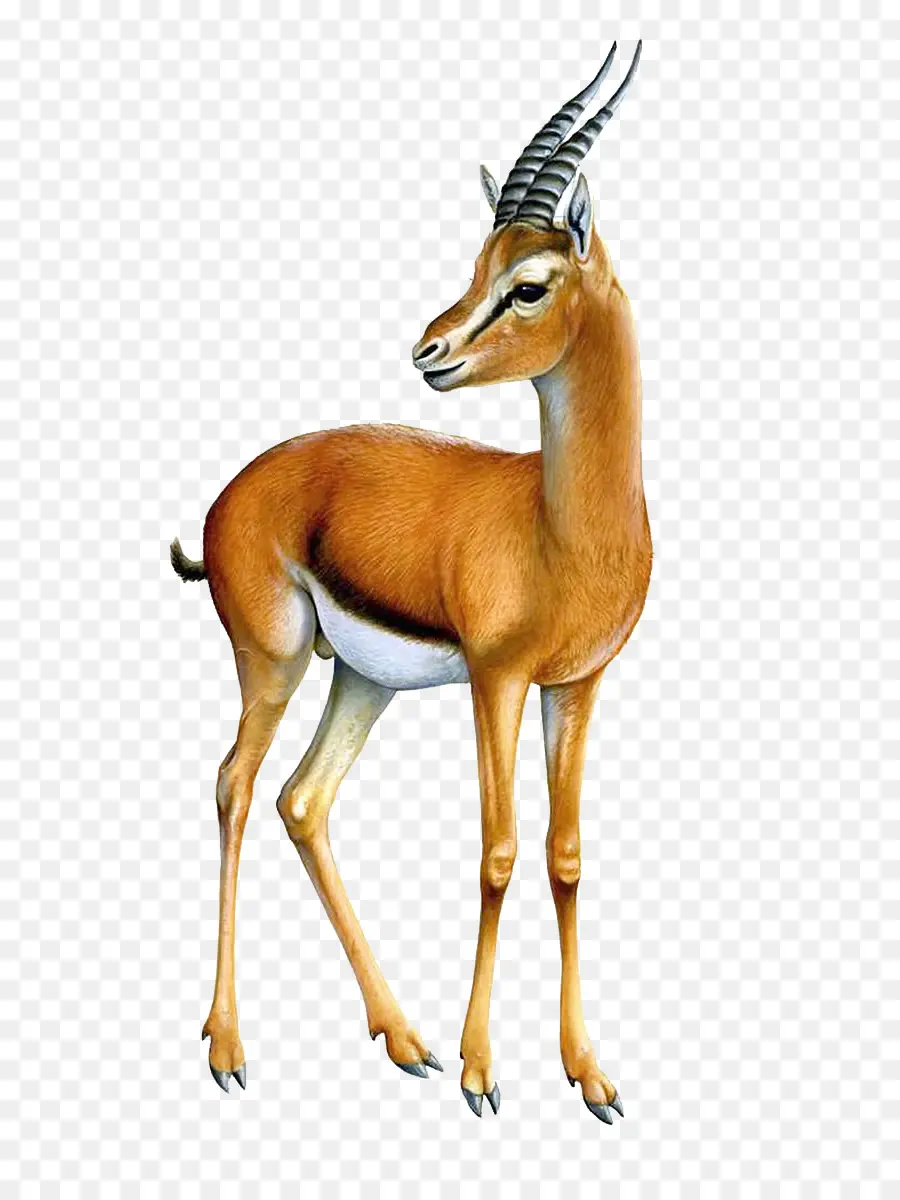 Gazela，Antelope PNG