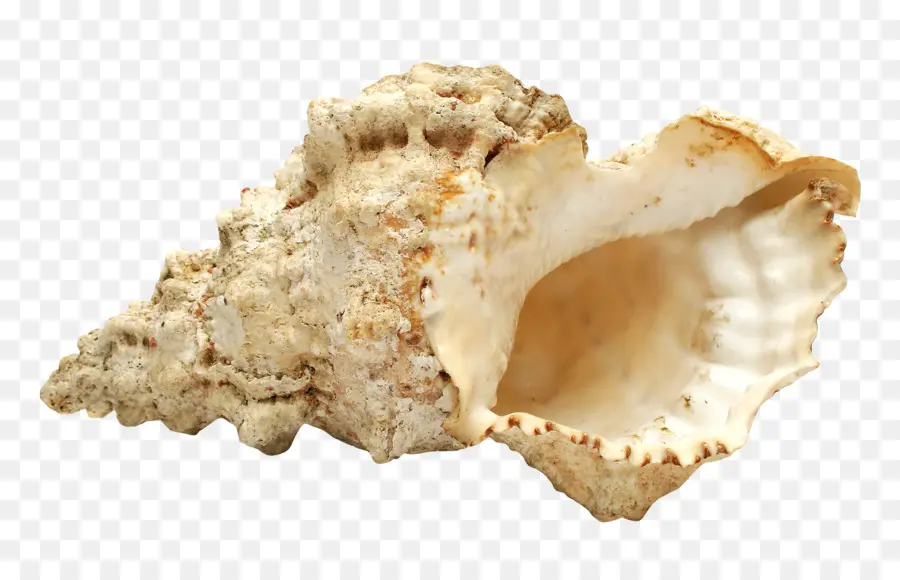 Berbigão，Seashell PNG