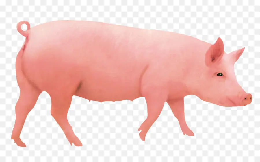 O Porco Doméstico，Porcos Ouvido PNG