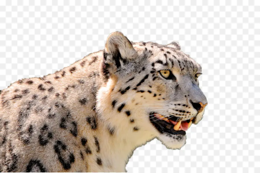 Leopardo，Gato Grande PNG