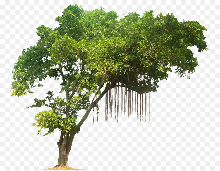 árvore，Floresta Tropical PNG