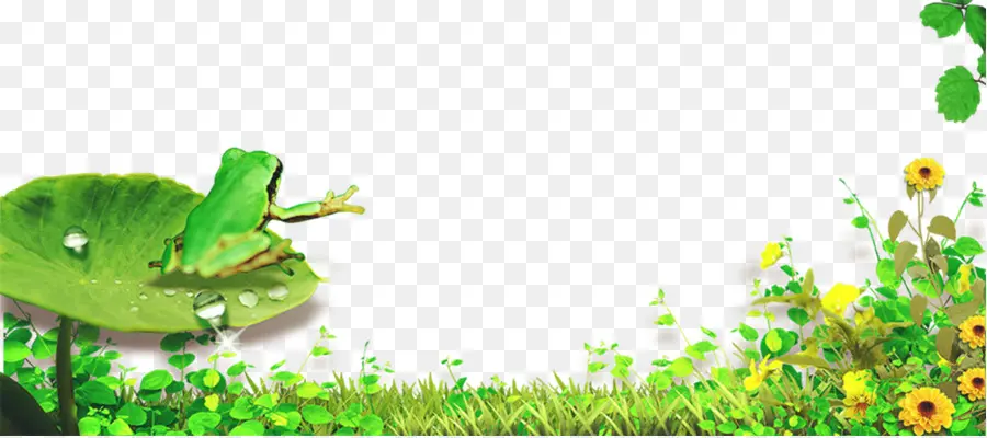 Sapo Verde，Lily Pad PNG