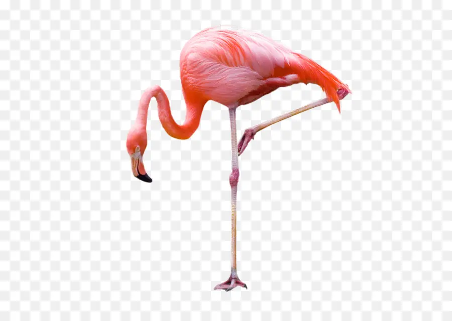 Flamingo，Fotografia PNG