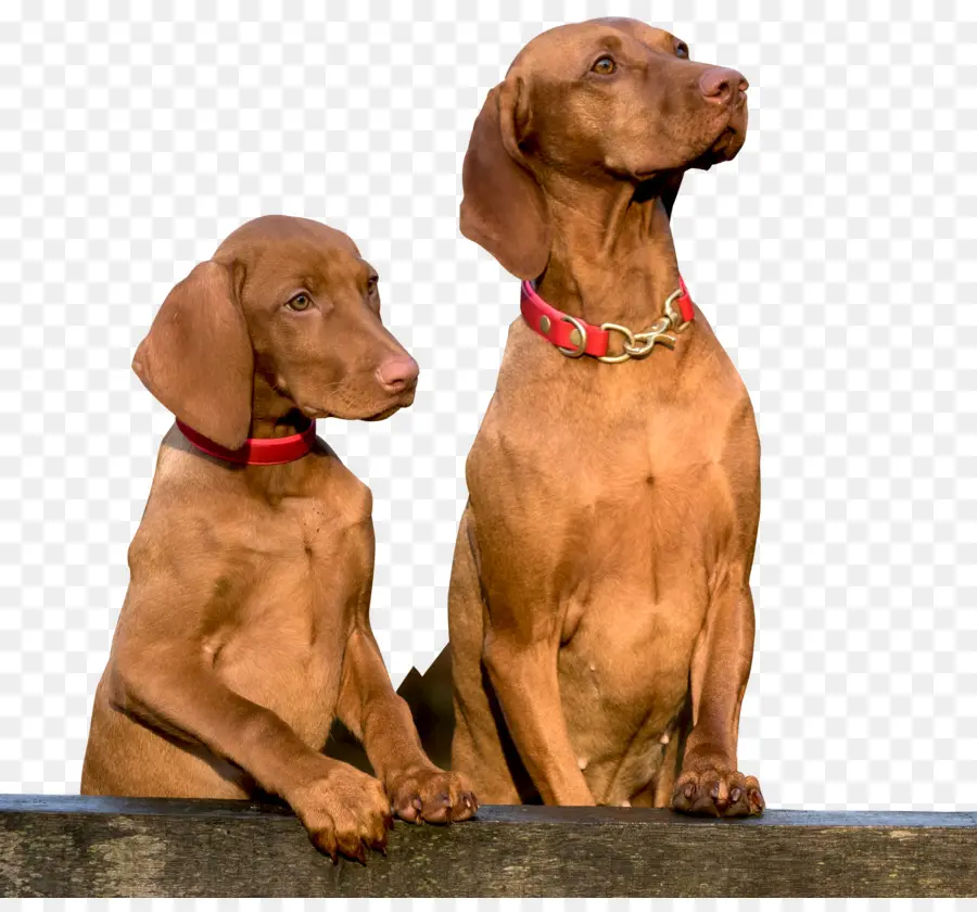 Cachorros Marrons，Animais De Estimação PNG