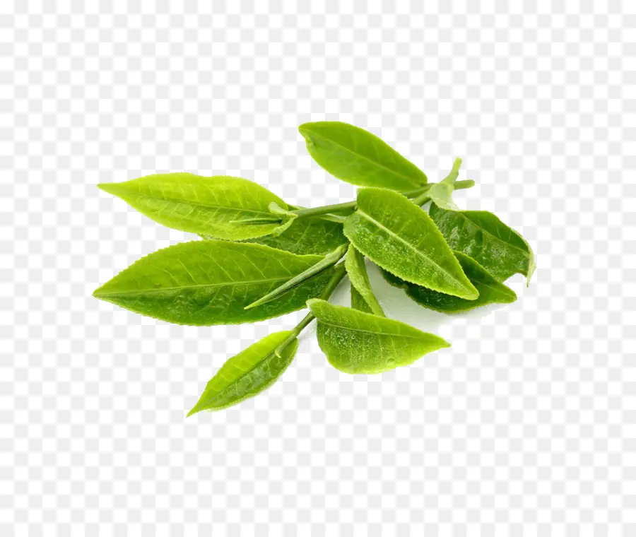 Chá，O Chá Verde PNG