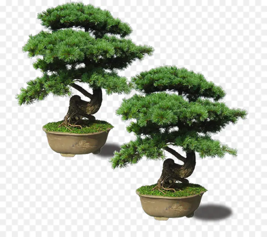 Japão，Pinus Machilus PNG